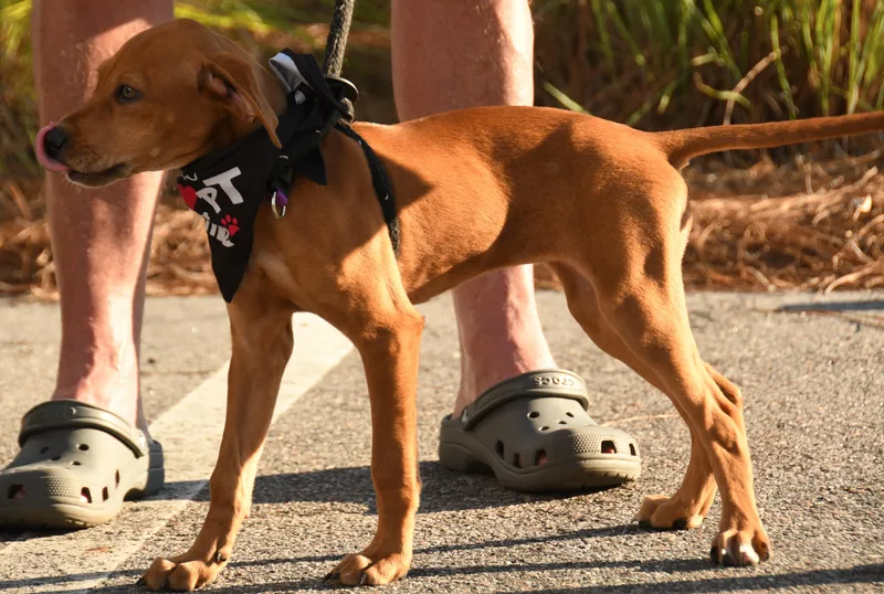 A baby medium-sized female Golden Mixed Breed dog named Swiss for adoption in Georgetown, SC