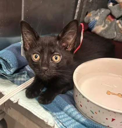 A baby small-sized male Domestic Short Hair cat named Roman Candle for adoption in Irving, TX