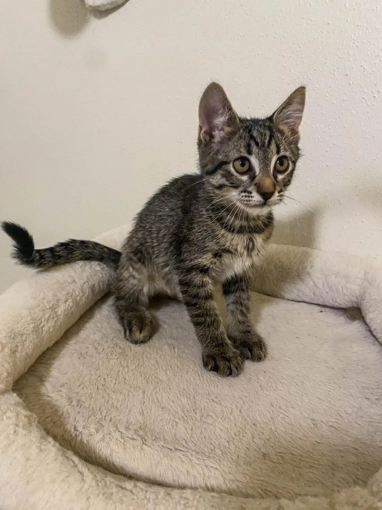 A baby small-sized male Domestic Short Hair cat named Bow for adoption in San Antonio, TX