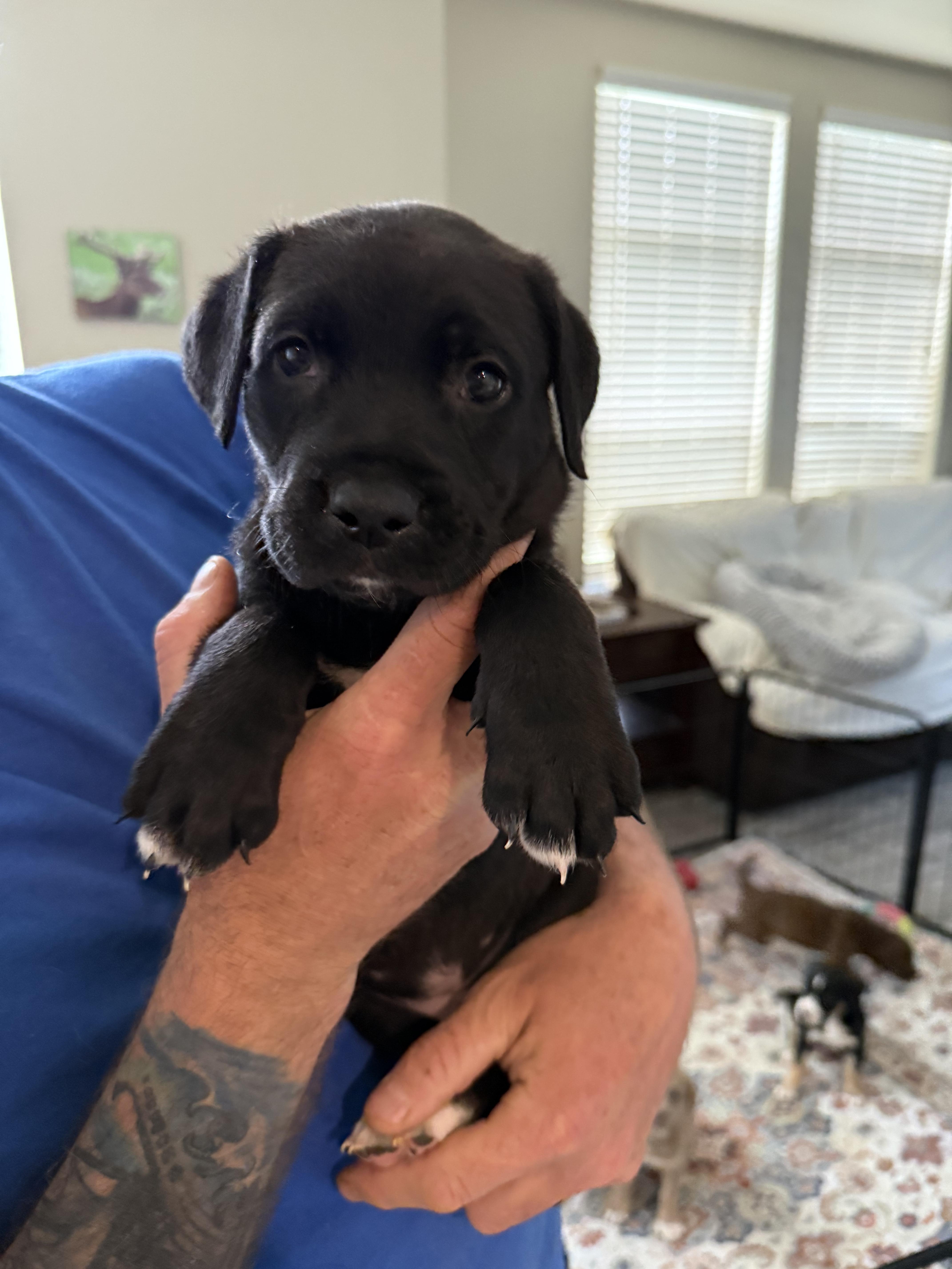 A baby medium-sized male Labrador Retriever dog named Skipper for adoption in Penryn, CA
