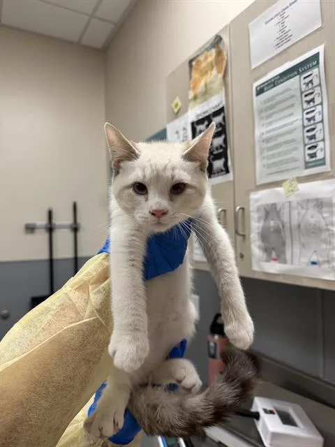 A baby small-sized male Domestic Short Hair cat named Louie for adoption in Las Vegas, NV