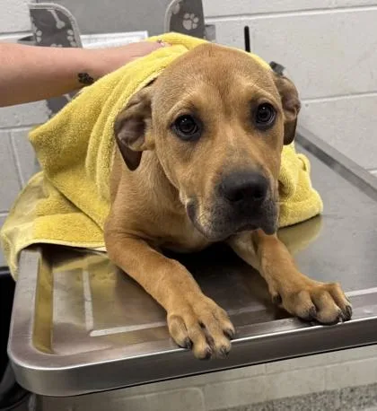 A baby medium-sized male Brown / Chocolate Mixed Breed dog named Pumbaa for adoption in Kansas City, MO
