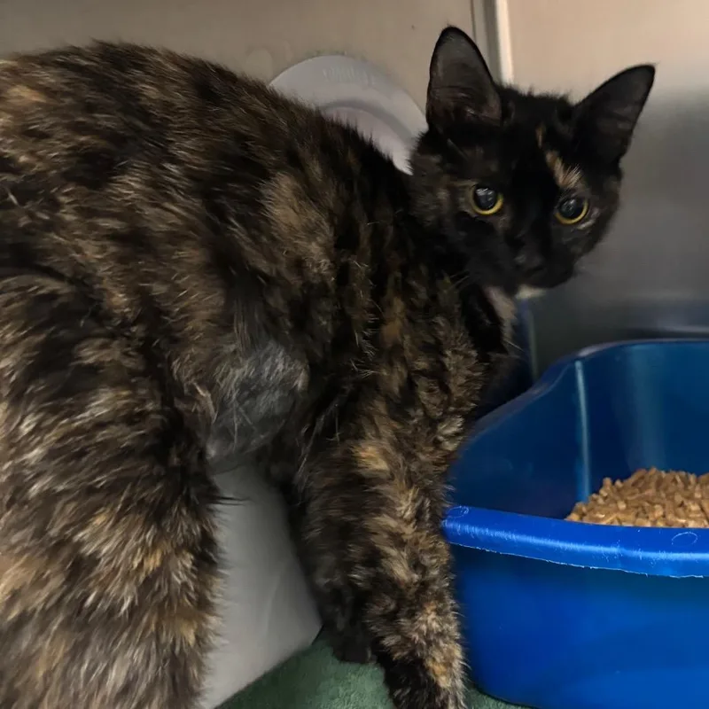 A young medium-sized female Black Domestic Short Hair cat named Hopper for adoption in Lakeland, FL