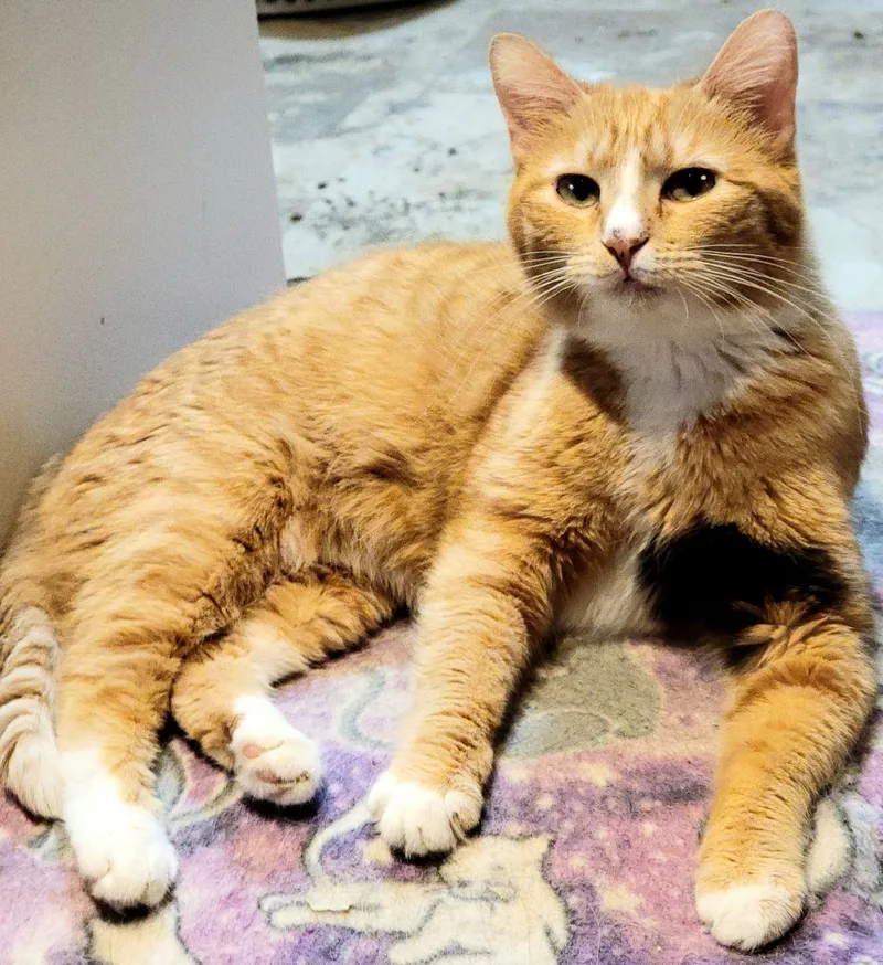 Hilda Matilda thumbnail 3