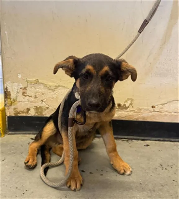 A baby large-sized male German Shepherd Dog dog named Tick for adoption in Camarillo, CA