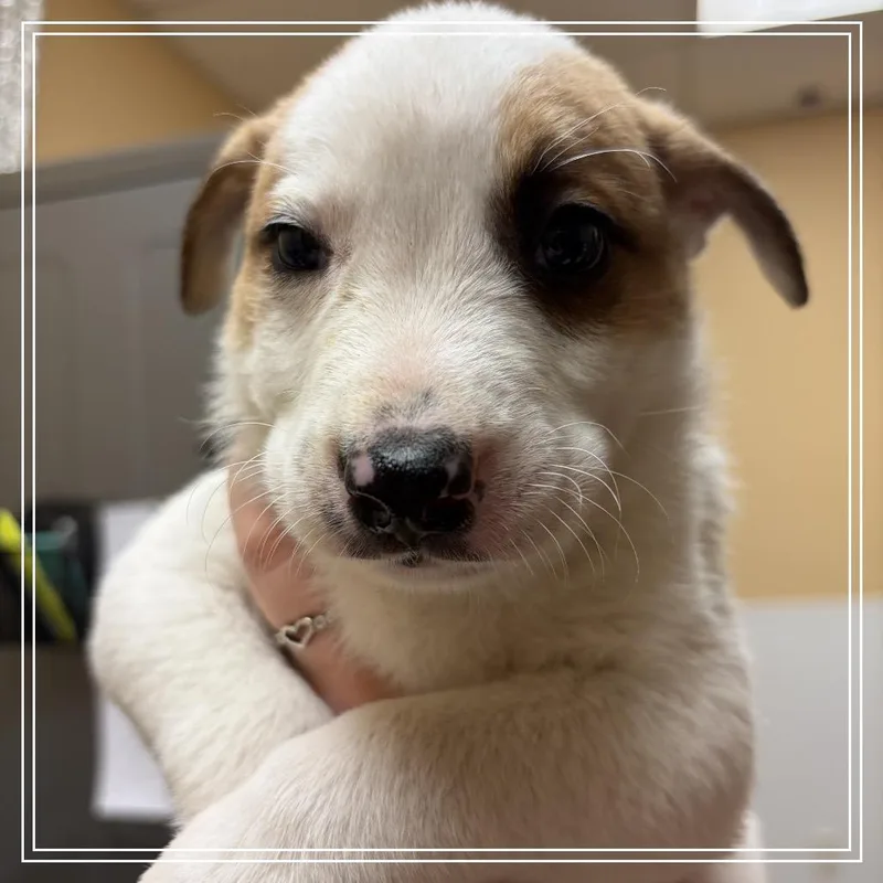 A baby small-sized male Yellow / Tan / Blond / Fawn Shepherd dog named FWT Evan for adoption in Midland, TX