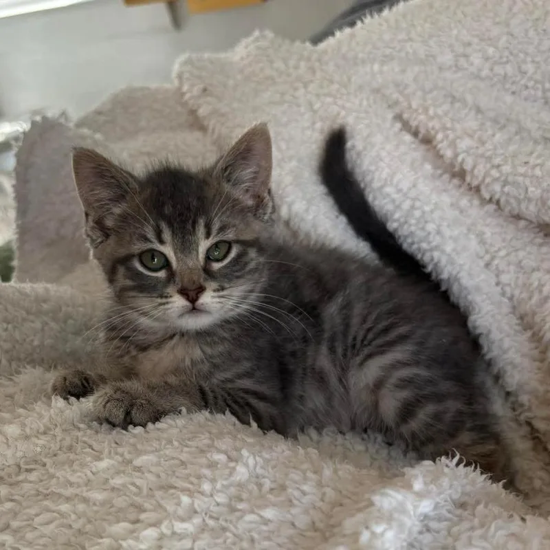 A baby small-sized female Gray / Blue / Silver Domestic Short Hair cat named Rebecca for adoption in Lexington, KY
