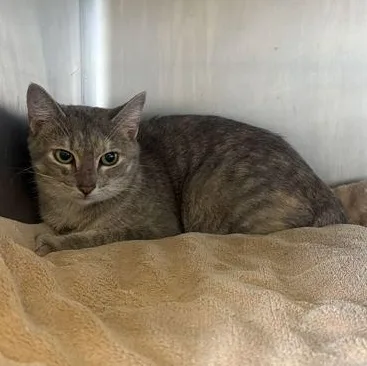 A young small-sized female Gray / Blue / Silver Domestic Short Hair cat named Goose for adoption in Fernandina Beach, FL