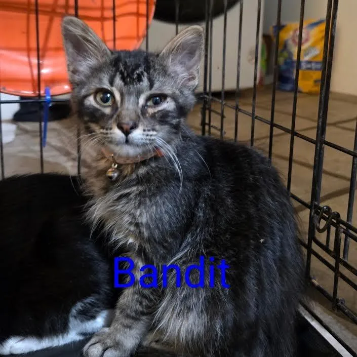 Bandit