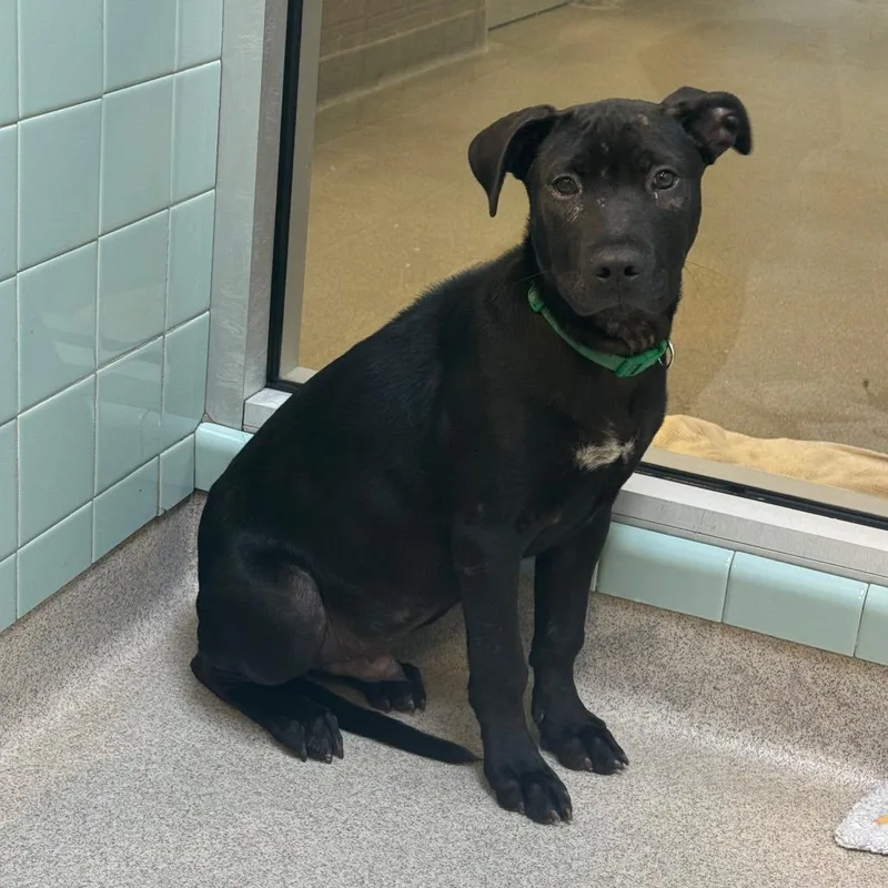 A young medium-sized male Black Mixed Breed dog named Zeus for adoption in Columbus, GA