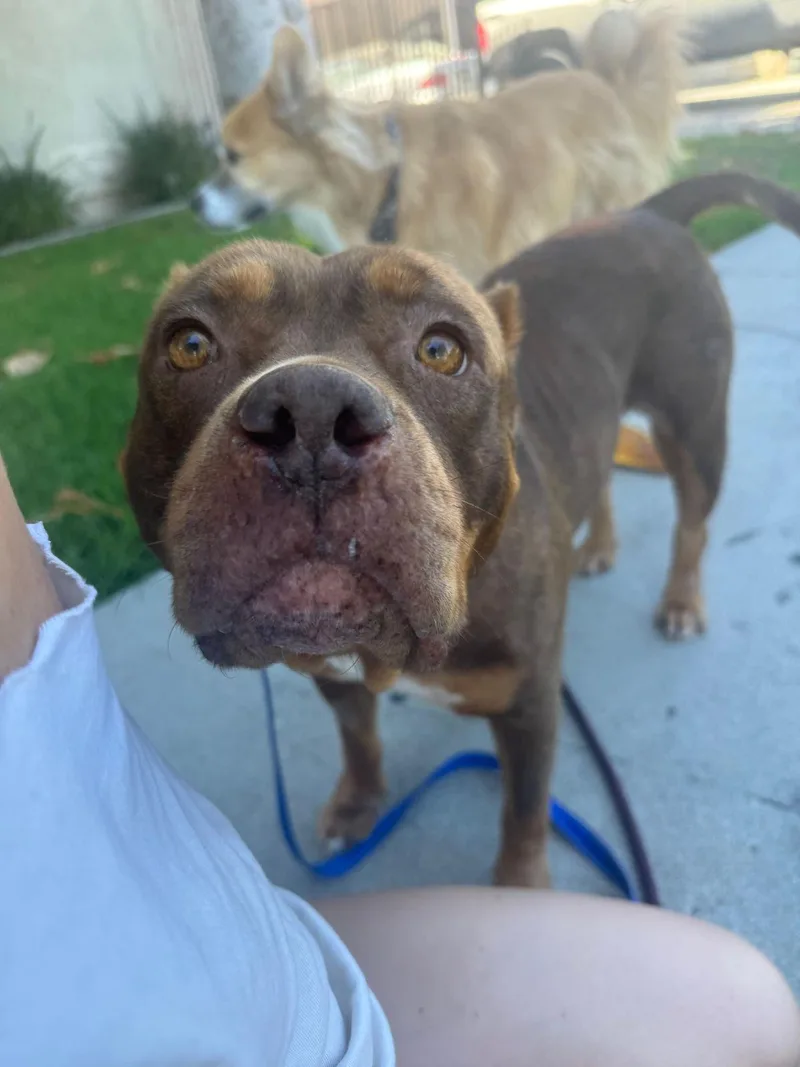A young large-sized female Brown / Chocolate American Bully dog named Sunny for adoption in Los Angeles, CA