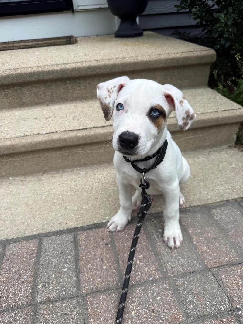 A baby medium-sized male White / Cream Hound dog named Scottie Surprise  LOCAL for adoption in Andover, MA