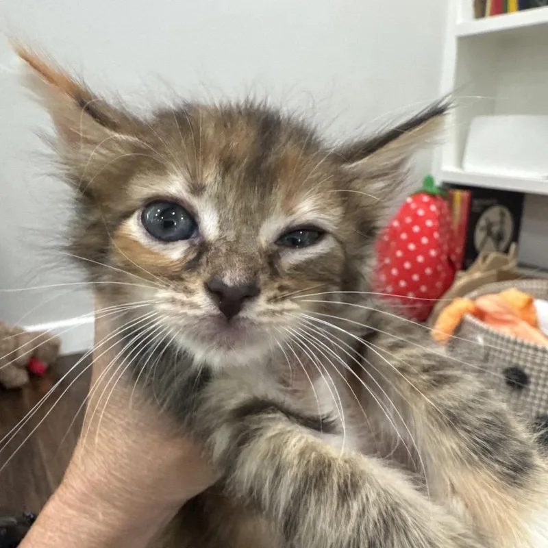 Chupachoo thumbnail 3
