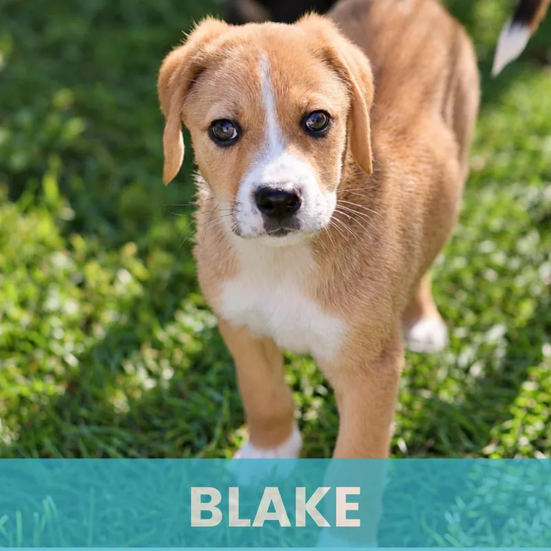 Blake thumbnail 4