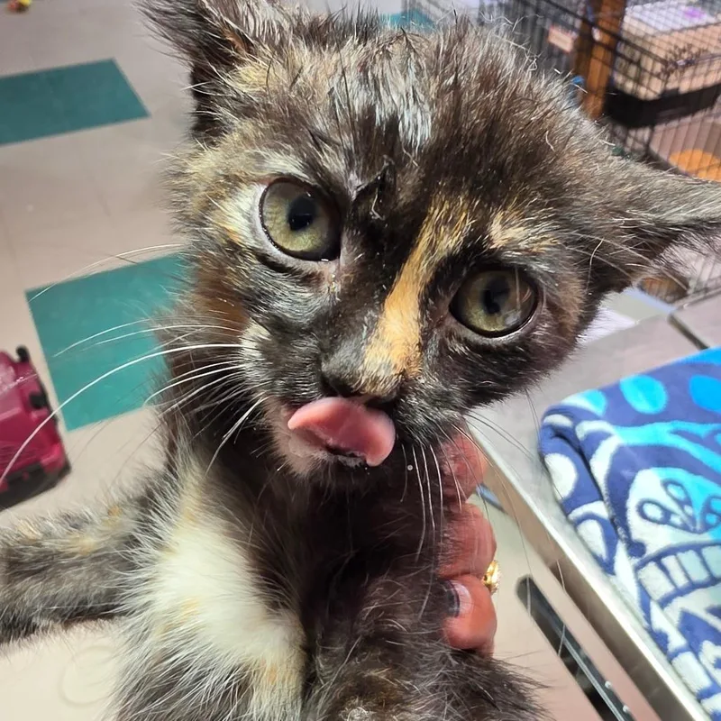 A baby small-sized female Black Domestic Short Hair cat named Renne for adoption in Leander, TX