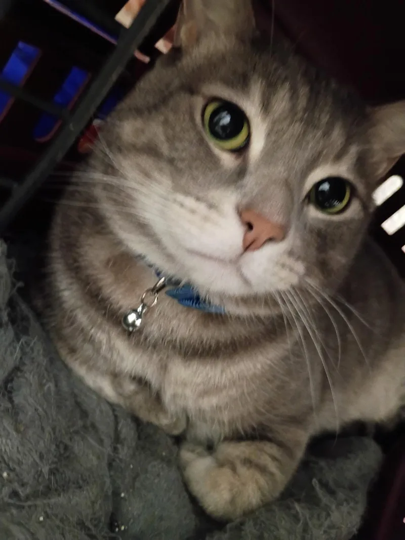 A baby medium-sized male Domestic Short Hair cat named Ashes for adoption in Pocatello, ID