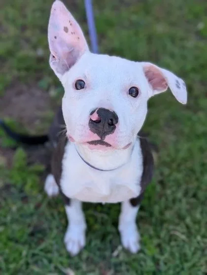 A young medium-sized male Terrier dog named Steve for adoption in Gulfport, MS