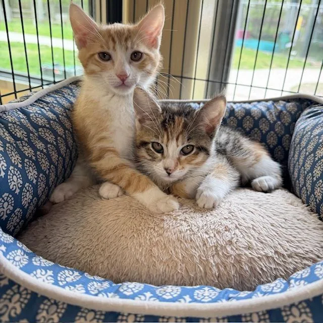 Zeus & Athena