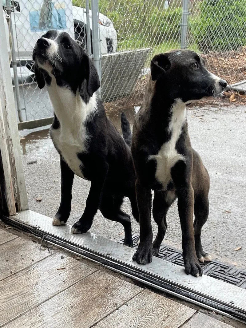 Lab Puppies thumbnail 2