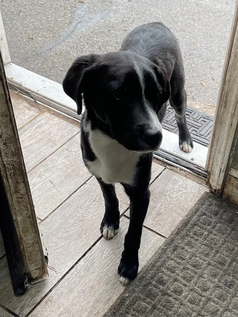 Lab Puppies thumbnail 3