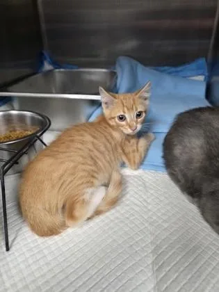 A baby small-sized male Domestic Short Hair cat named Bart for adoption in Houston, TX