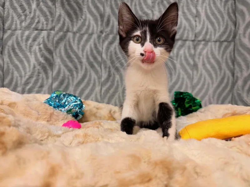 A baby medium-sized male Black & White / Tuxedo Domestic Short Hair cat named Bentley for adoption in Mechanicsburg, PA