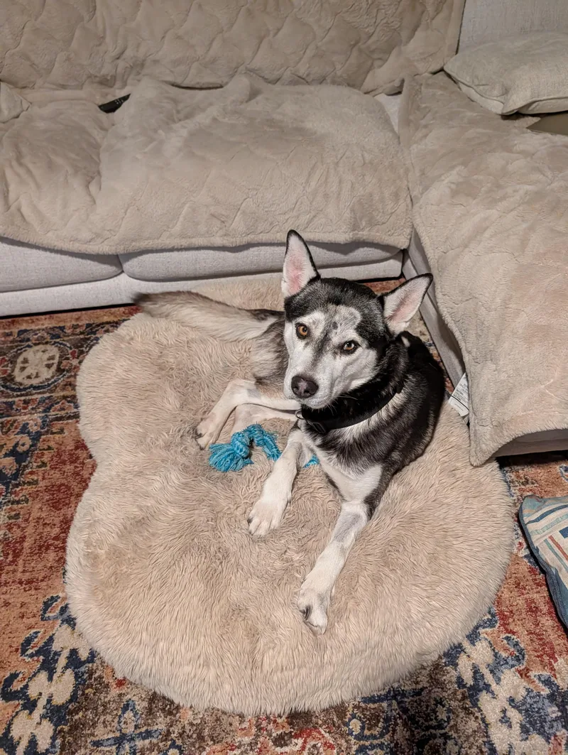 Rufus: The Warrior With thumbnail 2