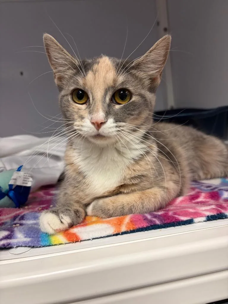 A young medium-sized female Domestic Short Hair cat named Dandelion for adoption in Peoria, AZ