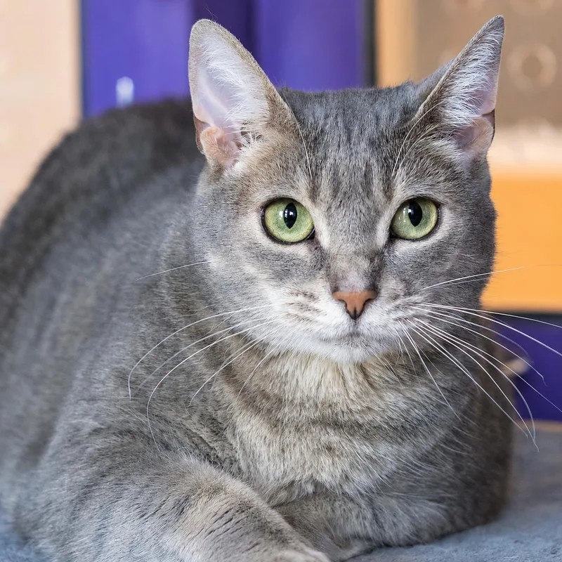 An adult medium-sized female Gray / Blue / Silver Domestic Short Hair cat named Snowglobe for adoption in Pontiac, MI