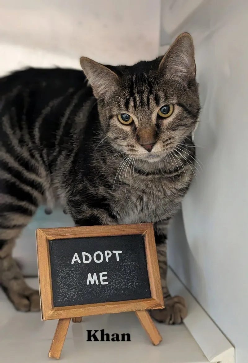 An adult large-sized male Tabby (Tiger Striped) Domestic Medium Hair cat named Khan for adoption in Flint, MI