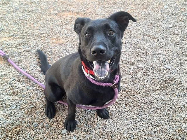 An adult large-sized male Labrador Retriever dog named Jet for adoption in Mesa, AZ
