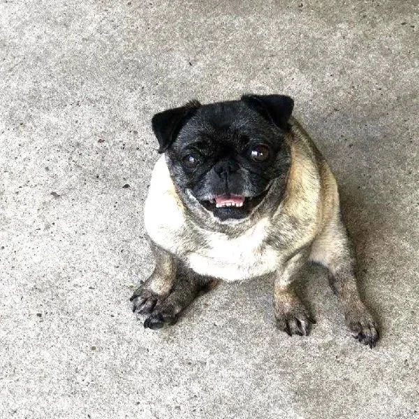 An adult small-sized female Yellow / Tan / Blond / Fawn Pug dog named Addison for adoption in Alvin, TX