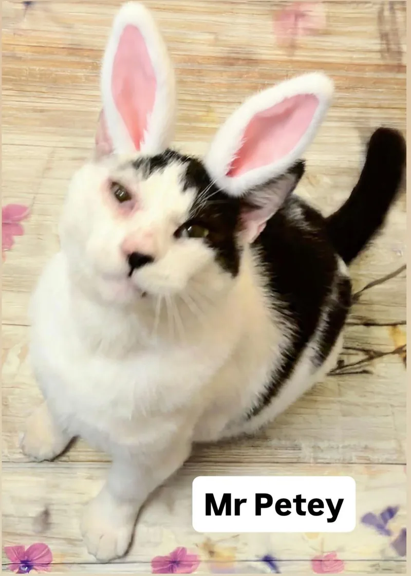 Mr Petey At Martinez