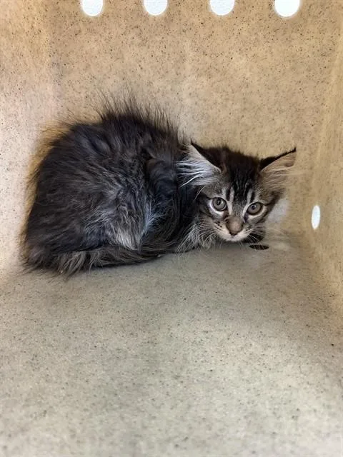 A baby small-sized male Domestic Short Hair cat named Rob for adoption in Lancaster, CA