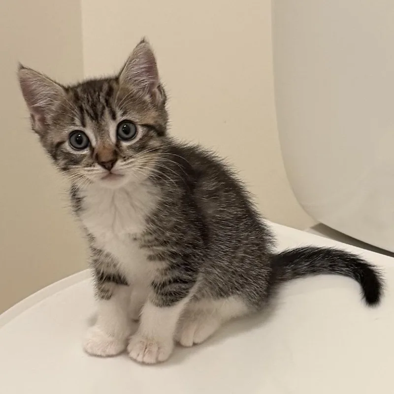 A baby small-sized female Brown / Chocolate Domestic Short Hair cat named Lily for adoption in Los Angeles, CA