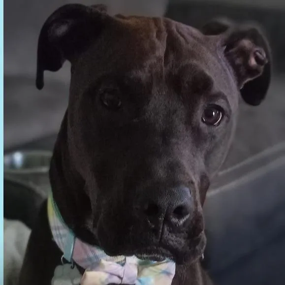 An adult large-sized male Black Mixed Breed dog named Tinsel for adoption in Melbourne, KY