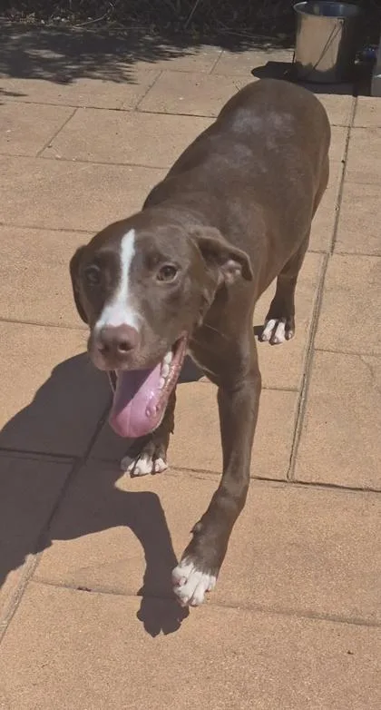 An adult small-sized male Labrador Retriever dog named Chewie for adoption in Shreveport, LA