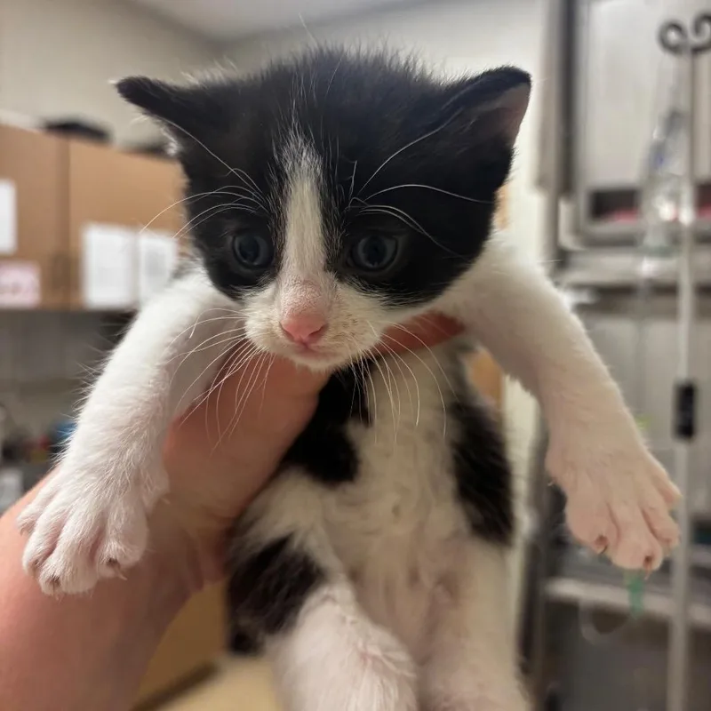 A baby small-sized male Black Domestic Short Hair cat named Remi for adoption in Bristol, IN