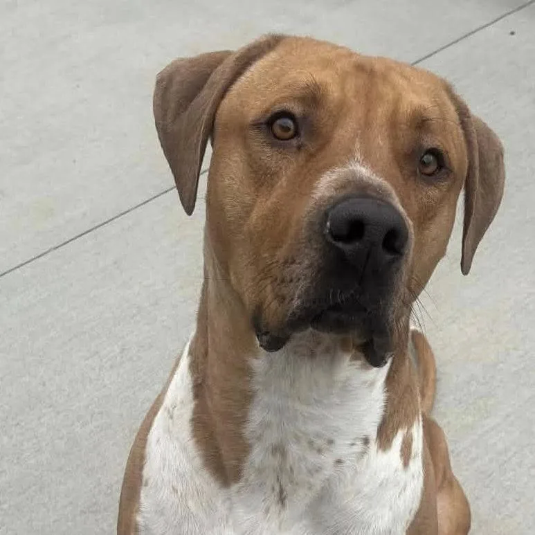Draco thumbnail 4