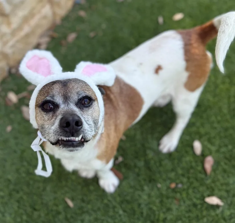An adult medium-sized male Beagle dog named Leo for adoption in Richland Hills, TX