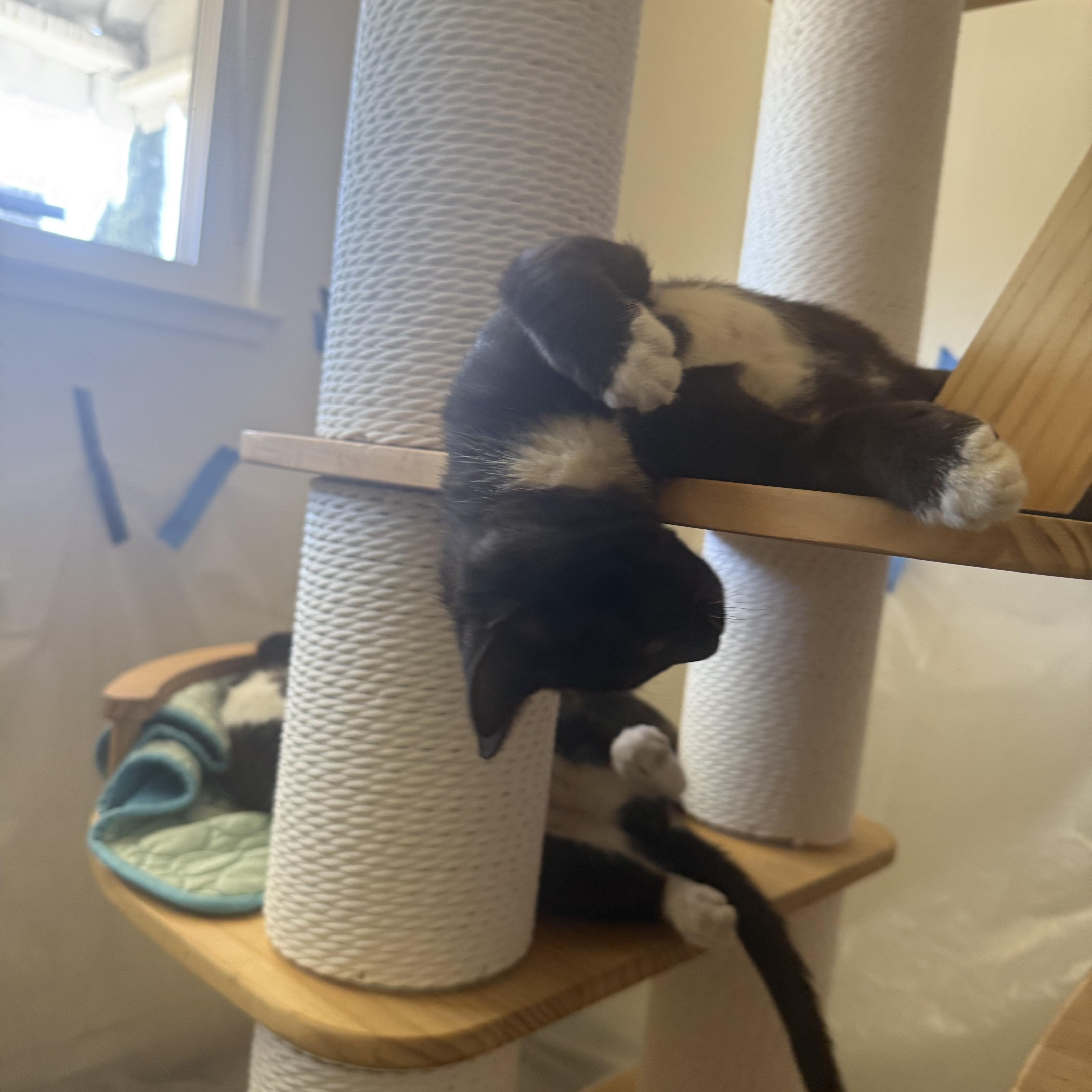 A young small-sized male Tuxedo cat named Rico for adoption