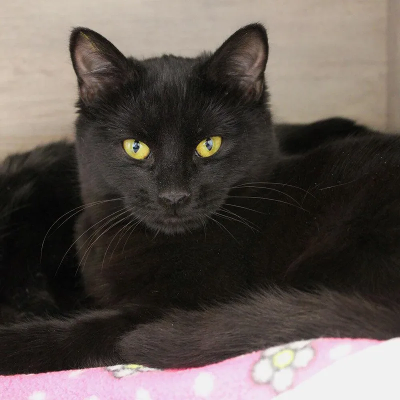 A young small-sized female Domestic Short Hair cat named Bea for adoption in Port Washington, NY