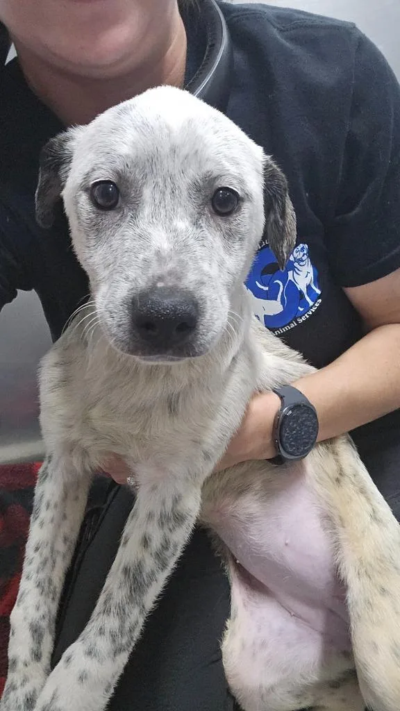 A baby large-sized female Cattle Dog dog named Dove for adoption in Maumelle, AR