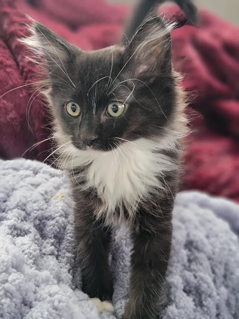 A baby large-sized male Black & White / Tuxedo Domestic Medium Hair cat named Georgie for adoption in Washoe Valley, NV