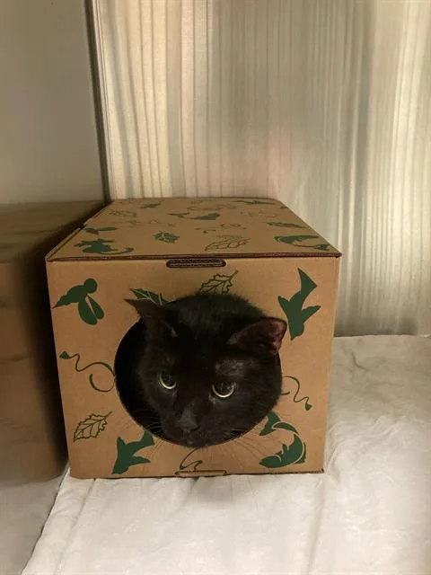 A young medium-sized male Domestic Short Hair cat named Zinnia for adoption in Olivette, MO