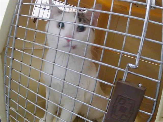 An adult large-sized male Domestic Short Hair cat named Baker for adoption in Charlotte, NC