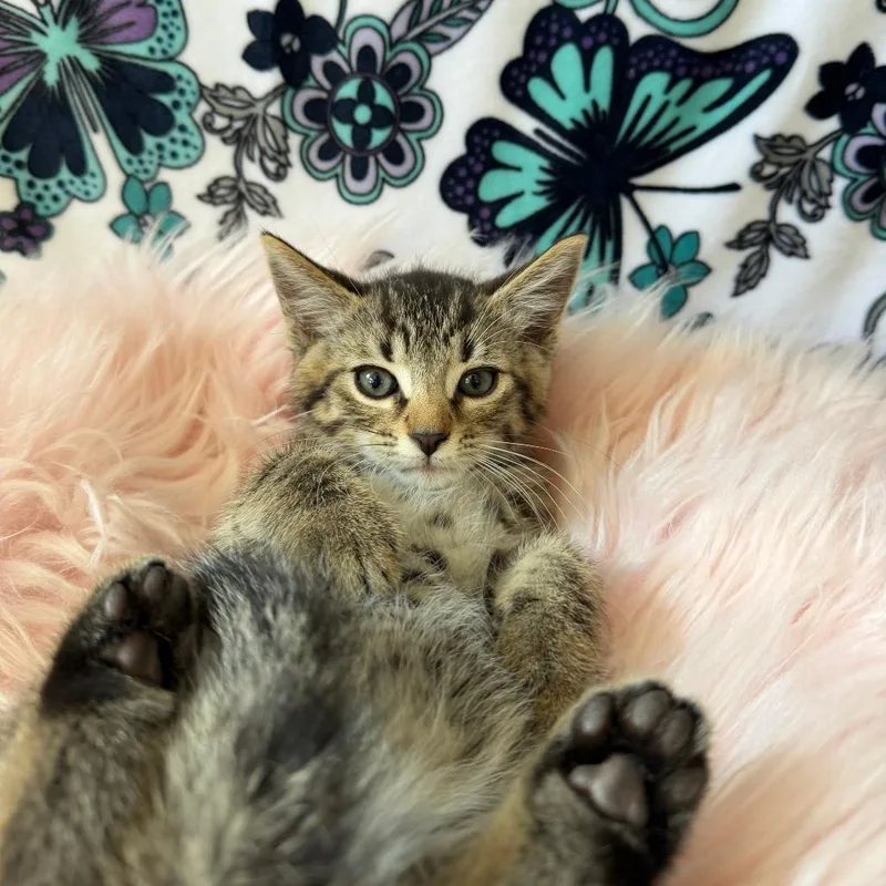 A baby small-sized male Brown / Chocolate Domestic Short Hair cat named Pop for adoption in Deerfield, IL