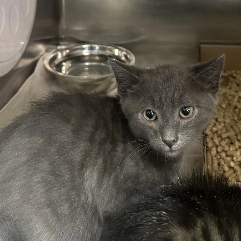 A baby small-sized male Gray / Blue / Silver Domestic Short Hair cat named Pickles for adoption in Newark, NJ
