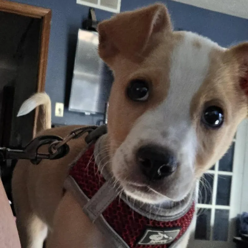 A baby medium-sized female Yellow / Tan / Blond / Fawn Jack Russell Terrier dog named Snuggle Buggle Rue Boo for adoption in Olathe, KS