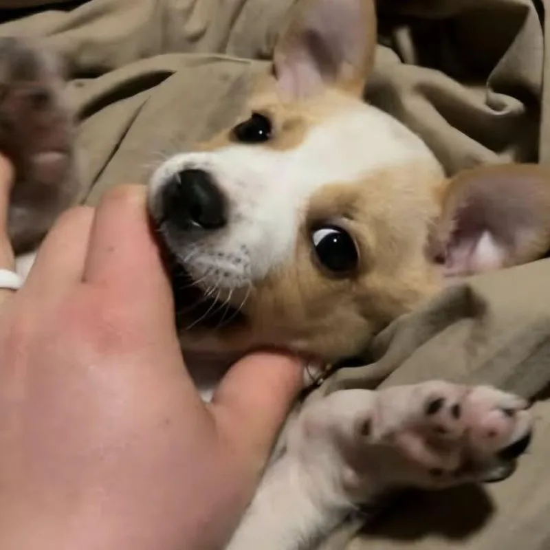 Snuggle Buggle Rue Boo thumbnail 2
